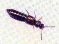 presumed Carpelimus bilineatus